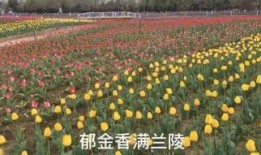 花2011在线观看,重温经典情感之旅